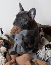 Enzo the French Bulldog | Crochet Kit